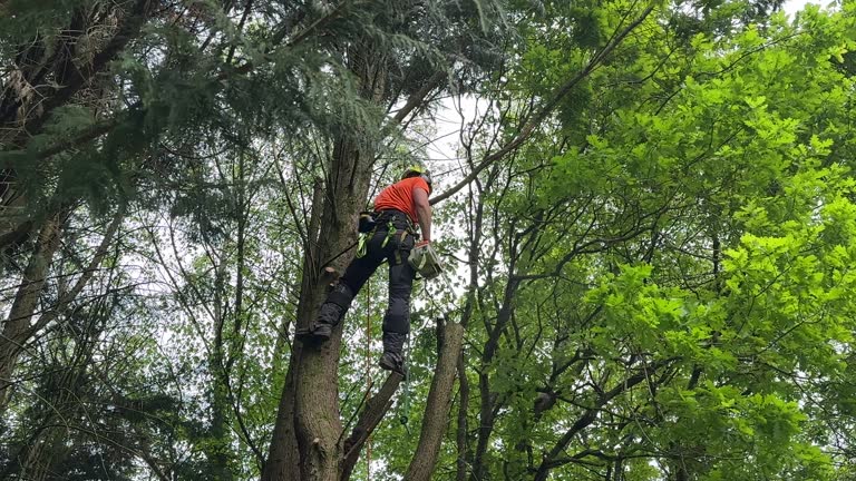 Best Tree Removal Services  in Riverdale Park, CA